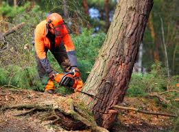 Best Tree Preservation Services  in Cottage Grove, MN